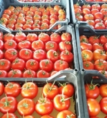 Rusiya 47 ton Azərbaycan pomidorunu GERİ QAYTARDI