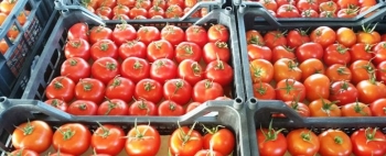 Rusiya 47 ton Azərbaycan pomidorunu GERİ QAYTARDI