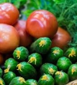 Azərbaycanlı iş adamı Rusiyada pomidor-xiyar yetişdirmək üçün 105 milyon manat sərmayə qoyub