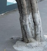 Bakıda tikinti şirkəti ağacların dibini betonladı - FOTO
