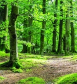 ŞOK İDDİA: Masallıda meşə torpaqlarını satır, meşənin bərpası üçün ayrılan pulları mənimsəyirlər - VİDEO