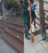 Bakıda ağacların dibi betonlandı: Dövlət qurumu hərəkətə keçdi - FOTO